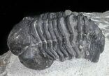 Bargain, Gerastos Trilobite Fossil - Morocco #57619-1
